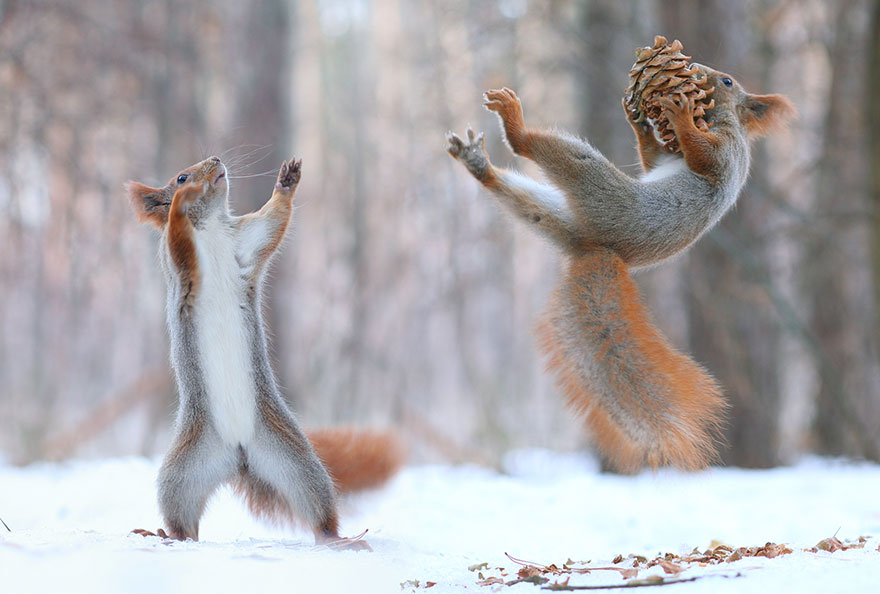 fotos-ardillas-invierno-rusia-vadim-trunov (7)