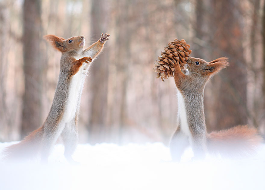 fotos-ardillas-invierno-rusia-vadim-trunov (8)