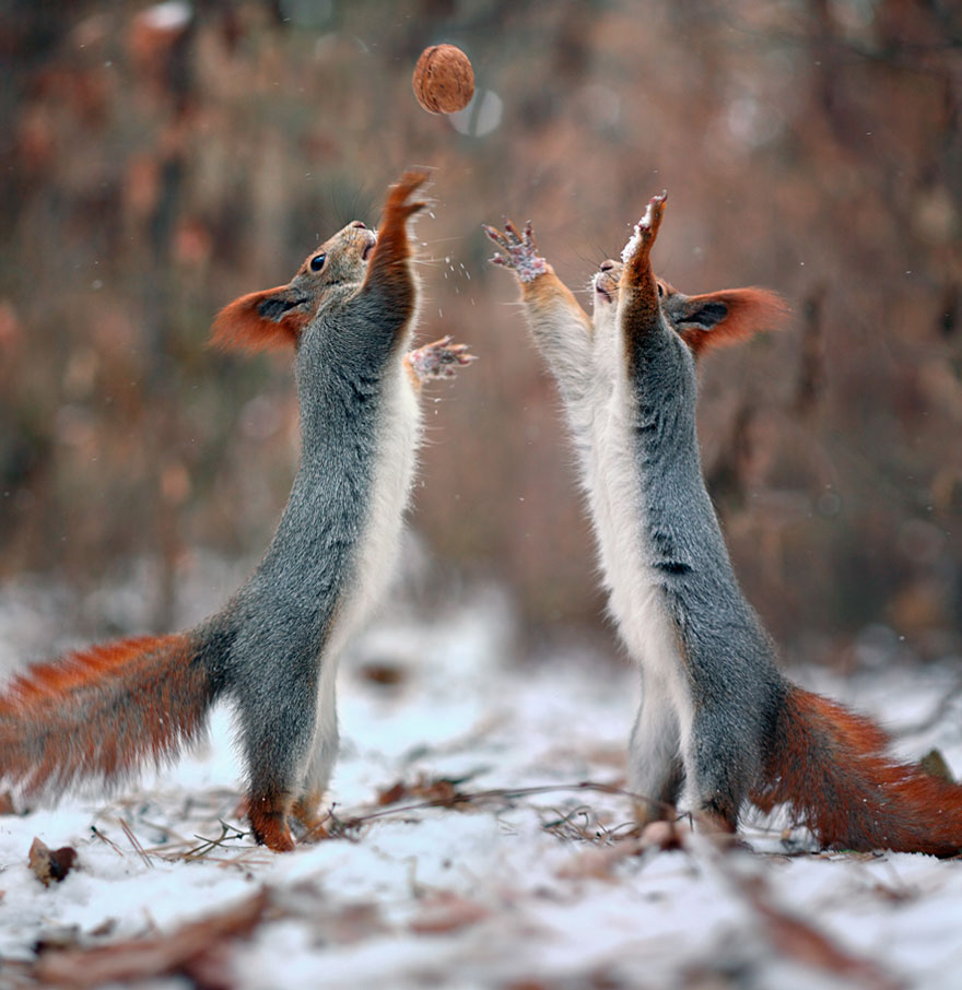 fotos-ardillas-invierno-rusia-vadim-trunov (9)