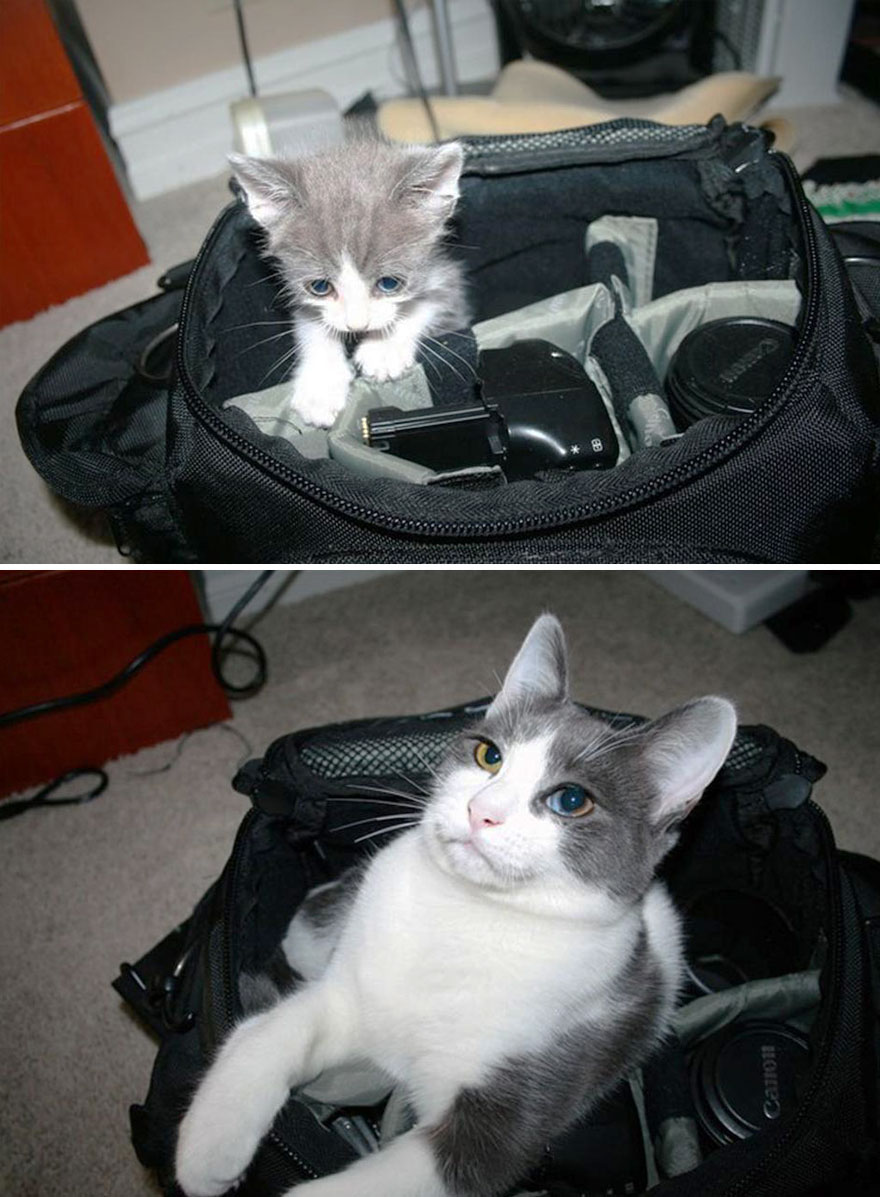 gatos-creciendo-antes-despues (1)