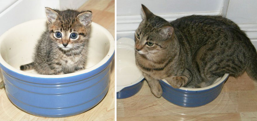 gatos-creciendo-antes-despues (14)