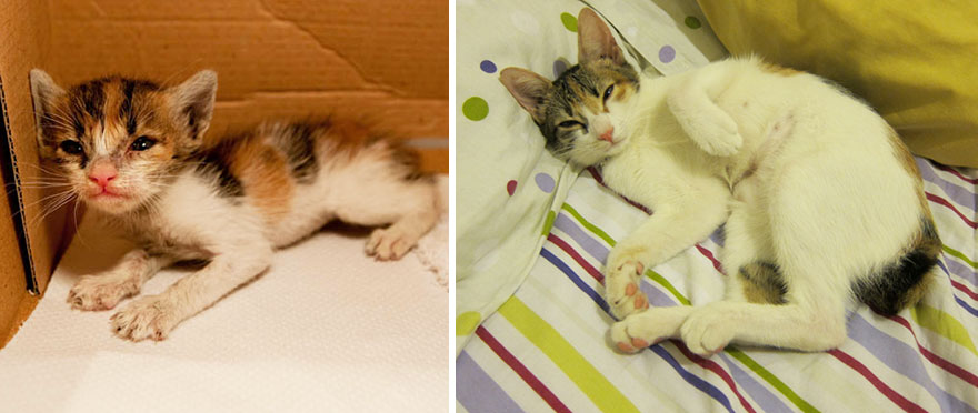 gatos-creciendo-antes-despues (15)
