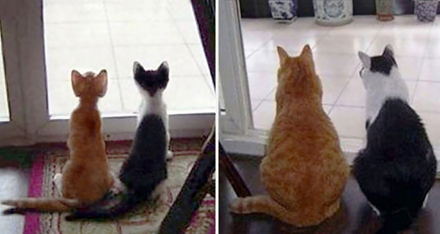 gatos-creciendo-antes-despues (17)