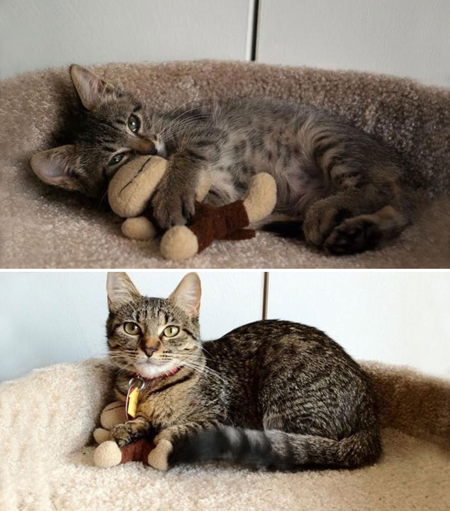 gatos-creciendo-antes-despues (20)
