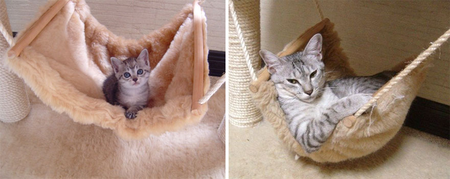 gatos-creciendo-antes-despues (7)