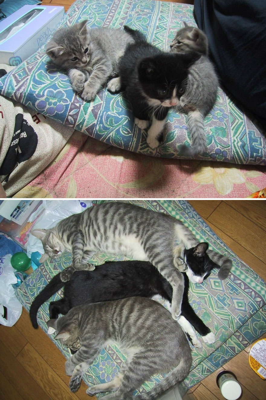 gatos-creciendo-antes-despues (8)