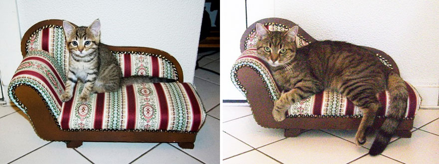 gatos-creciendo-antes-despues (9)