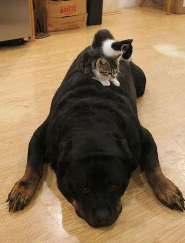 gatos-durmiendo-sobre-perros (11)