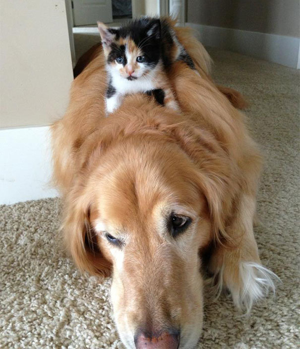 gatos-durmiendo-sobre-perros (12)