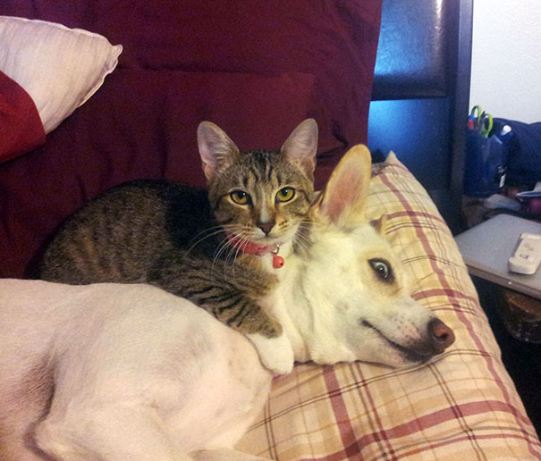 gatos-durmiendo-sobre-perros (14)