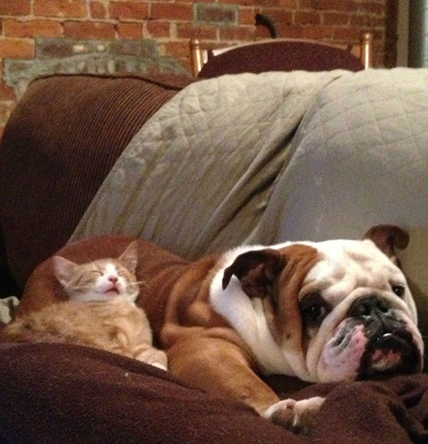 gatos-durmiendo-sobre-perros (15)