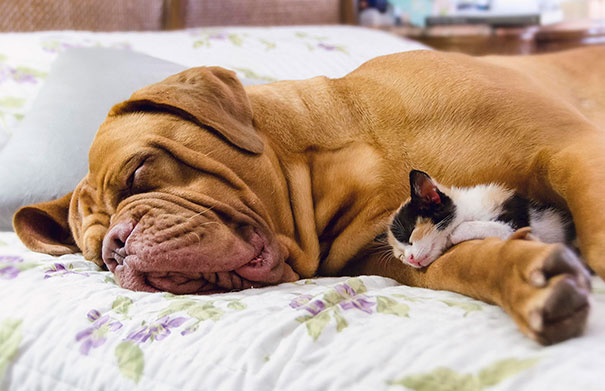 gatos-durmiendo-sobre-perros (18)