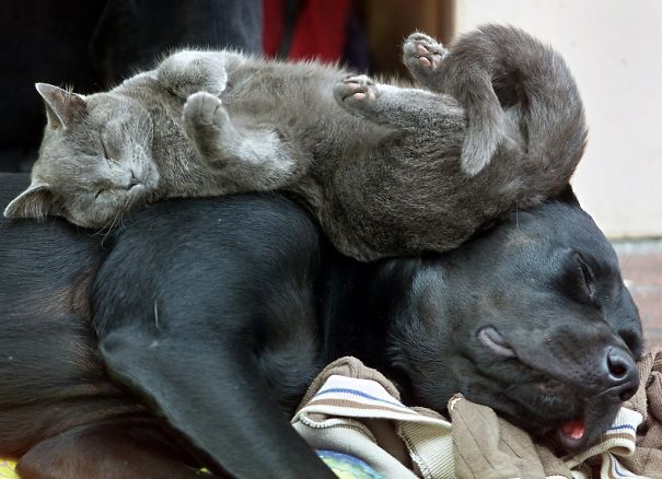gatos-durmiendo-sobre-perros (2)