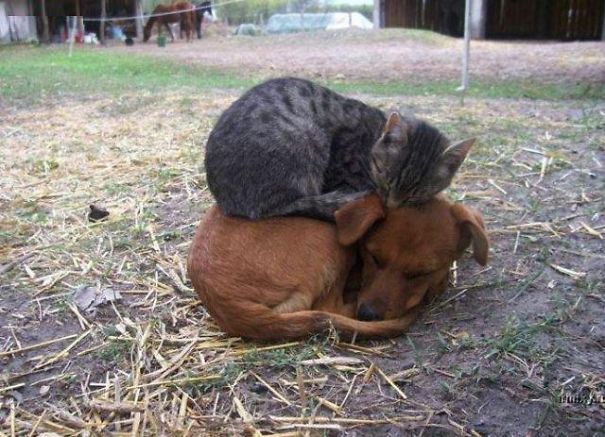 gatos-durmiendo-sobre-perros (5)