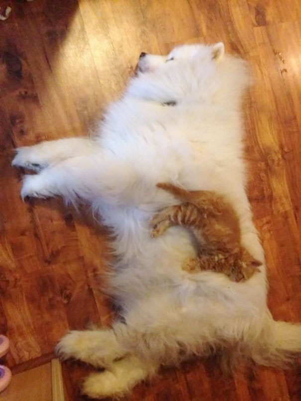 gatos-durmiendo-sobre-perros (8)