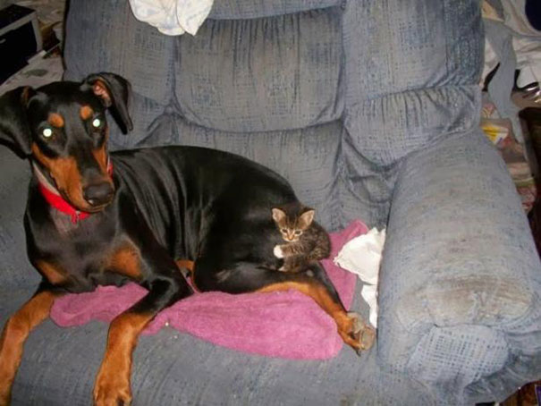 gatos-durmiendo-sobre-perros (9)