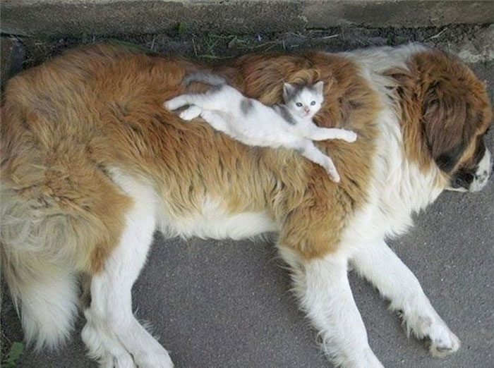 21 Gatos que prefieren usar a los perros como almohadas