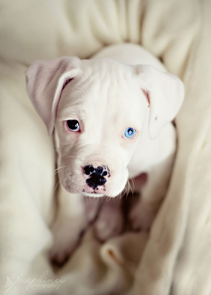 heterocromia-ojos-distinto-color (13)
