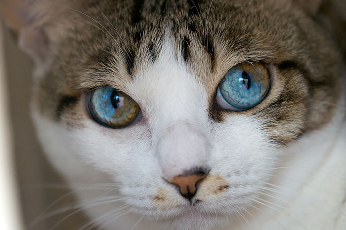 heterocromia-ojos-distinto-color (14)