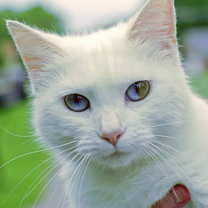 heterocromia-ojos-distinto-color (15)