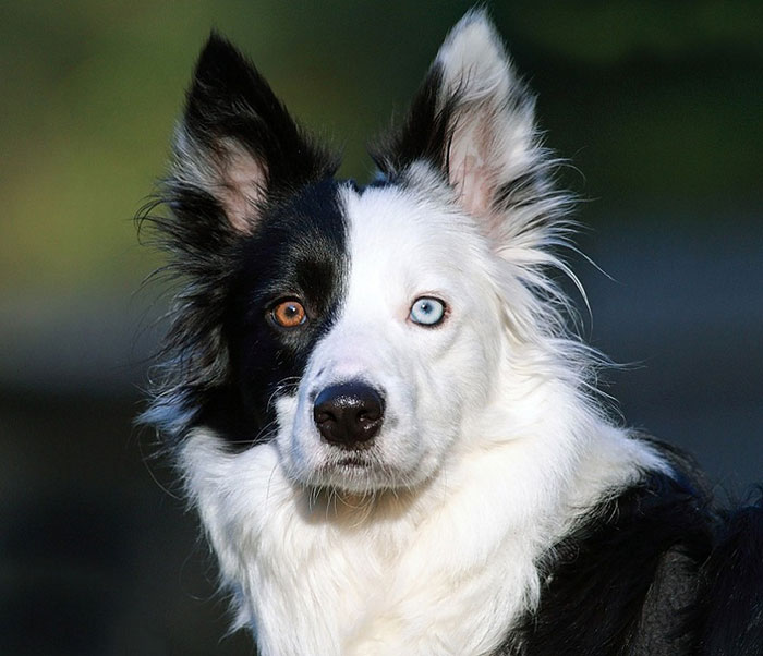 heterocromia-ojos-distinto-color (16)