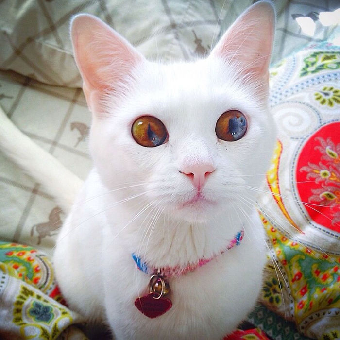 heterocromia-ojos-distinto-color (19)