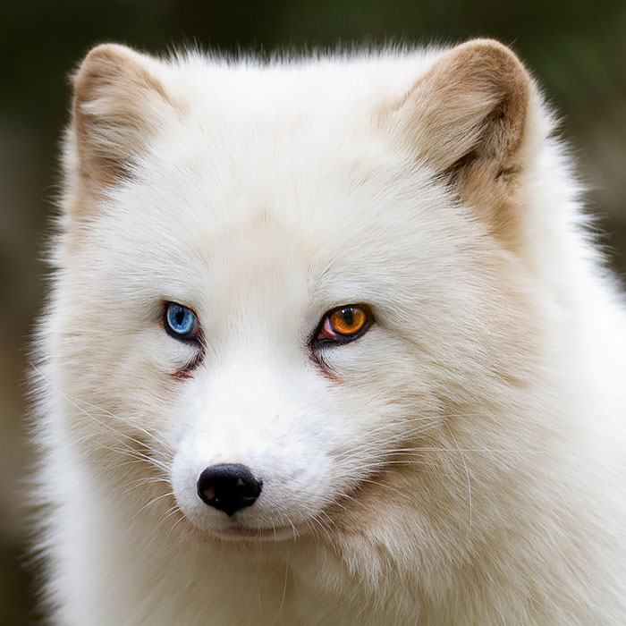 heterocromia-ojos-distinto-color (2)