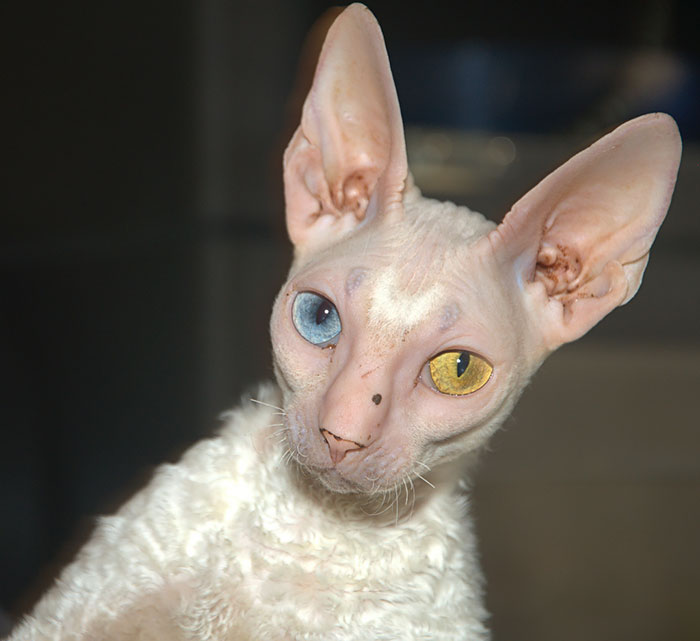 heterocromia-ojos-distinto-color (7)