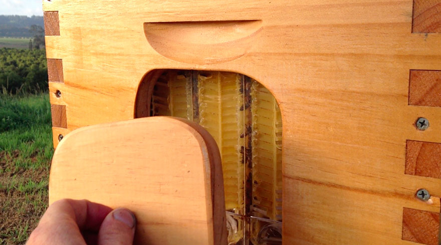 nueva-colmena-apicultura-miel-grifo-stuart-cedar-anderson (2)
