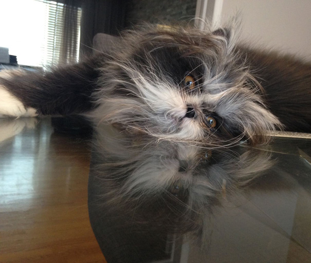 ojos-gato-peludo-atchoum (18)
