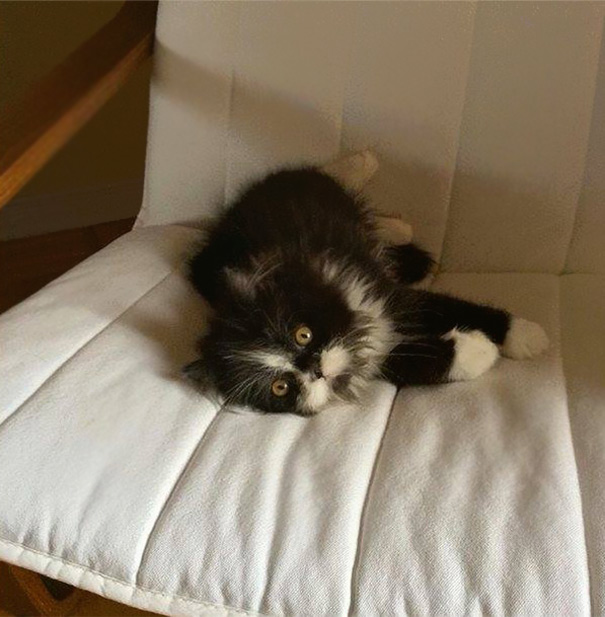 ojos-gato-peludo-atchoum (23)