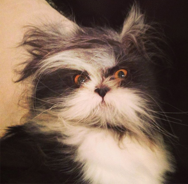 ojos-gato-peludo-atchoum (26)