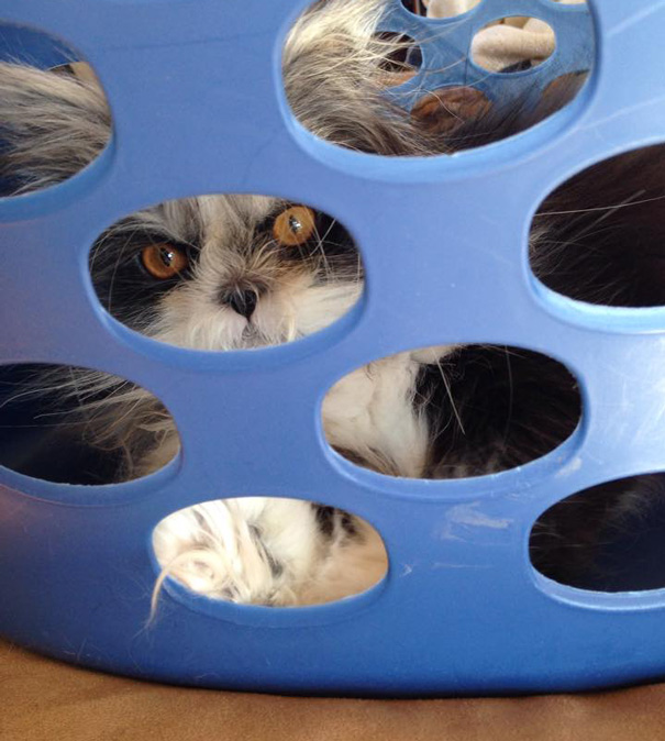 ojos-gato-peludo-atchoum (4)