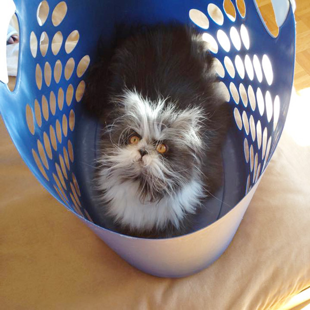 ojos-gato-peludo-atchoum (5)