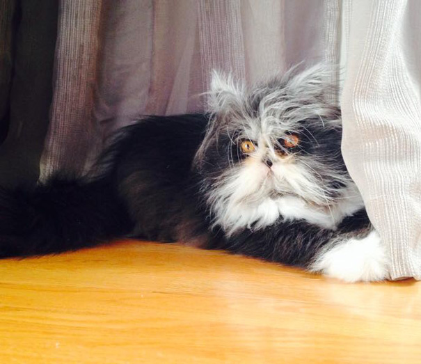 ojos-gato-peludo-atchoum (6)