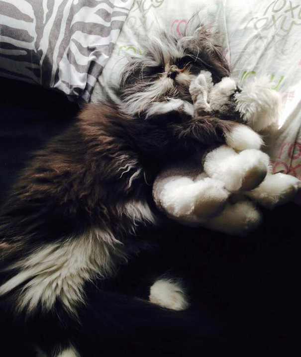 ojos-gato-peludo-atchoum (7)