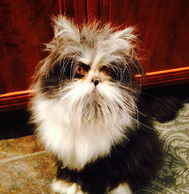 ojos-gato-peludo-atchoum (8)