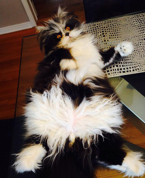 ojos-gato-peludo-atchoum (9)