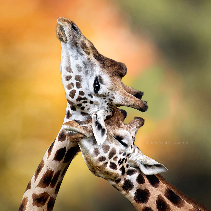 parejas-animales-enamorados (1)