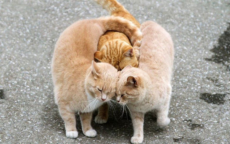 parejas-animales-enamorados (12)