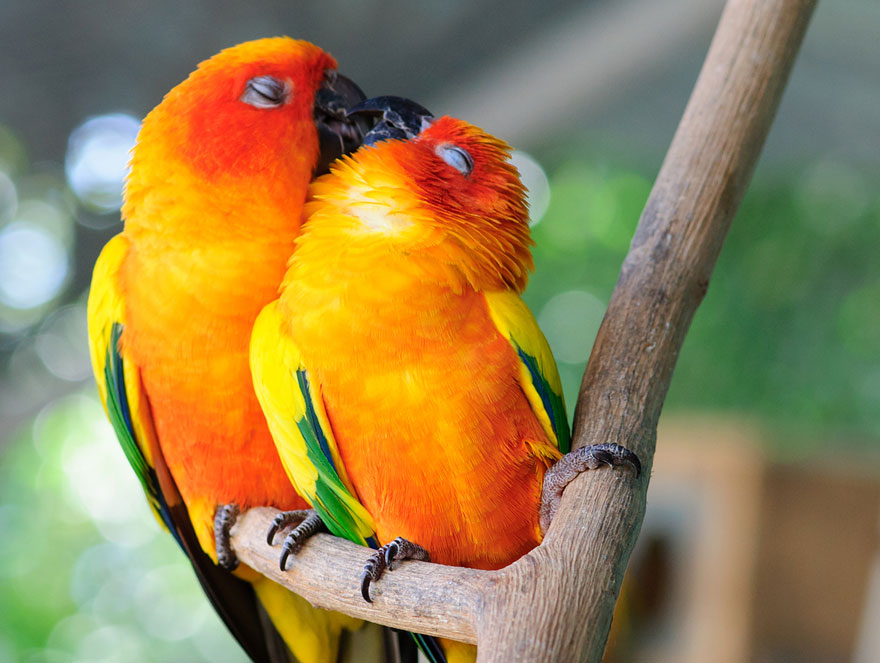 parejas-animales-enamorados (13)