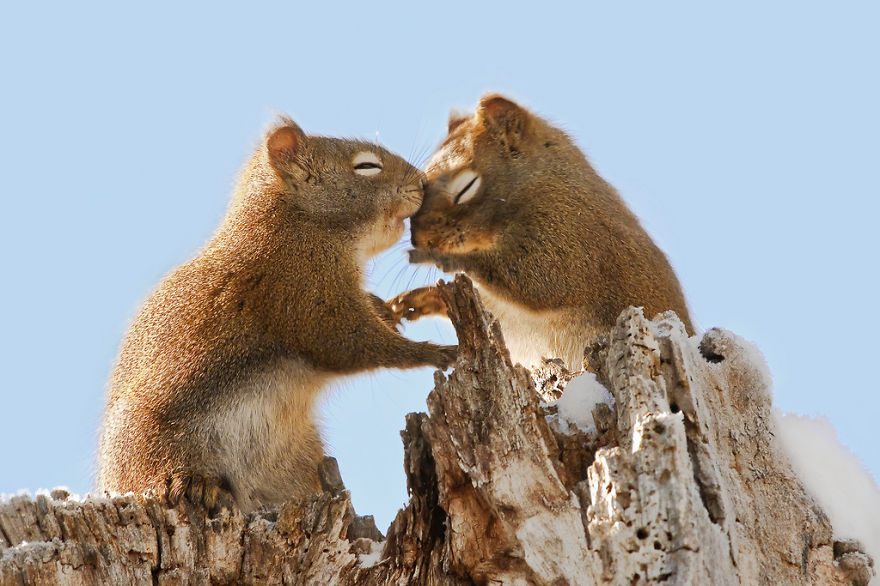 parejas-animales-enamorados (16)