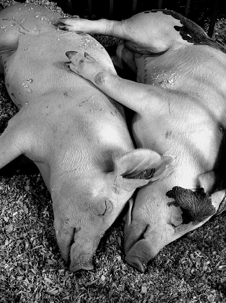 parejas-animales-enamorados (20)