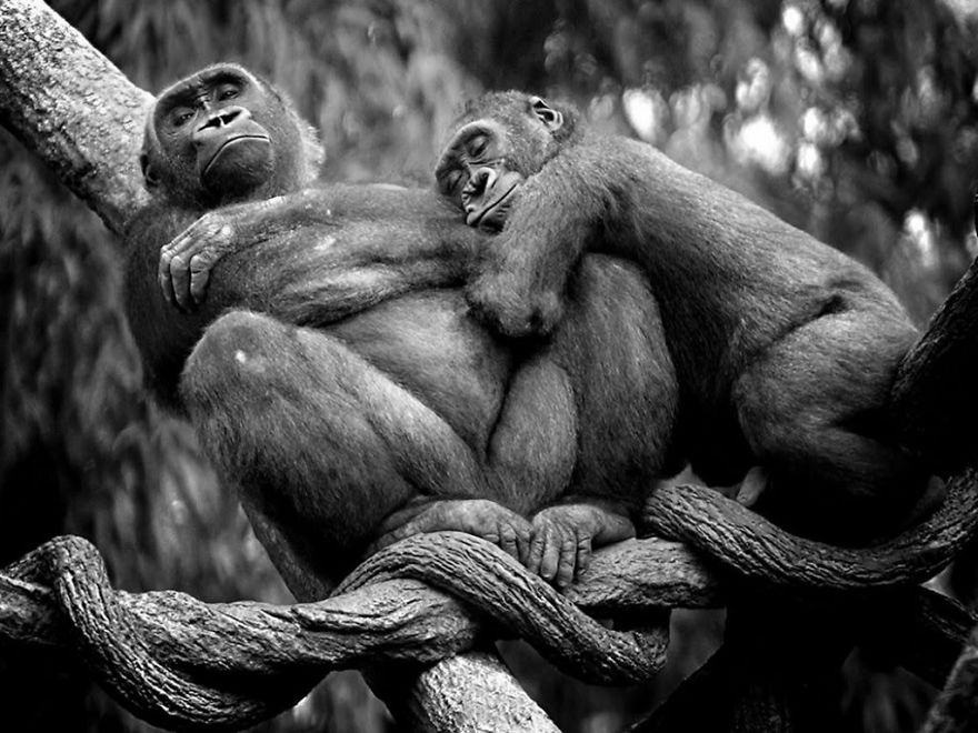 parejas-animales-enamorados (3)