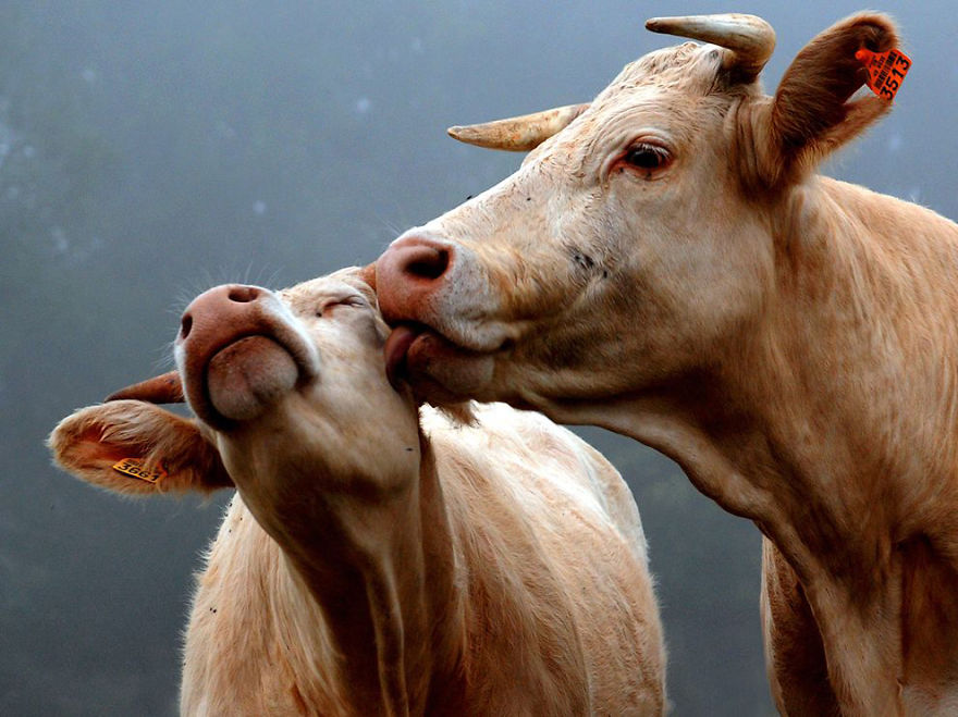 parejas-animales-enamorados (5)