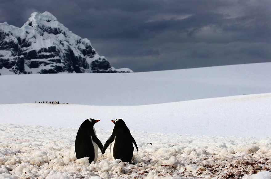 parejas-animales-enamorados (8)