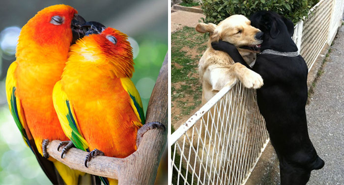 20 Parejas animales que demuestran que el amor existe en el reino animal