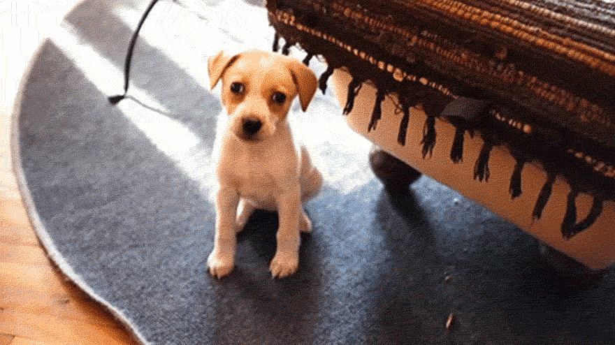 perro-abandonado-adoptado-vackor (1)