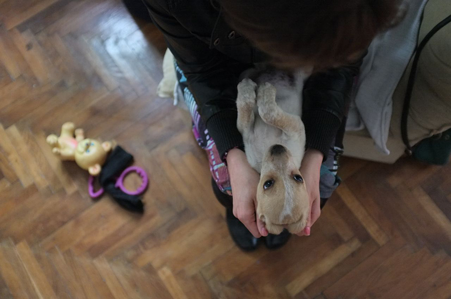 perro-abandonado-adoptado-vackor (19)