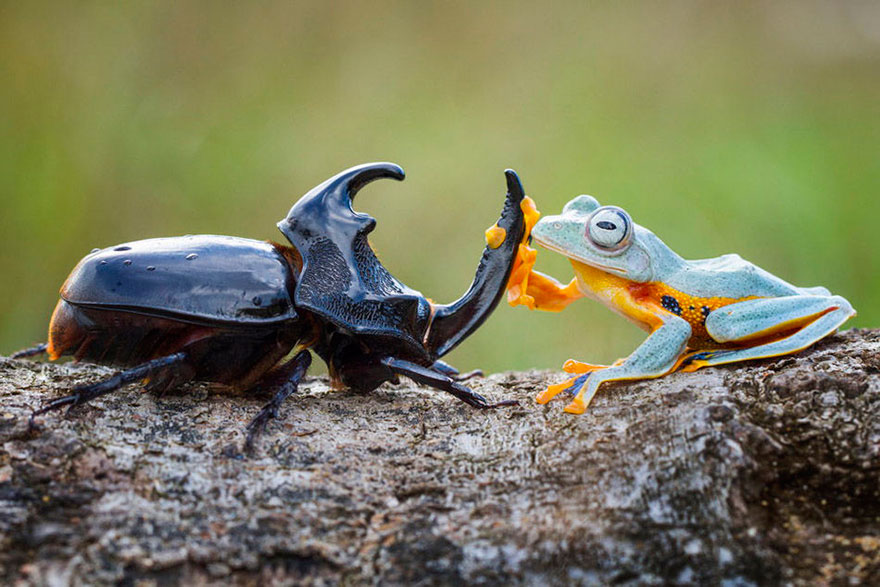 rana-cabalgando-escarabajo-hendy-mp-indonesia (1)